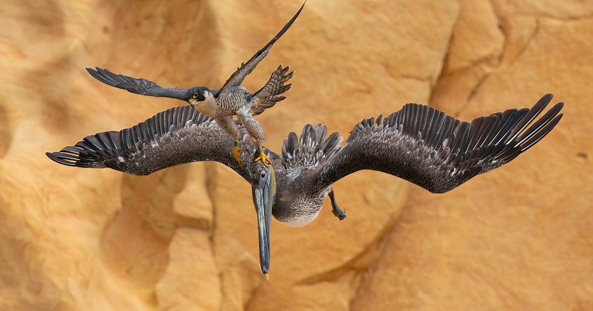 Captivating Peregrine Falcon Image Secures Prestigious Bird Photographer of the Year Award